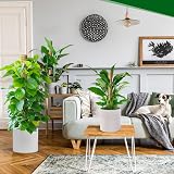 Mactoou Moss Pole 4-Pack 41cm Coir Moss Poles for Monstera Climbing Plants view 6