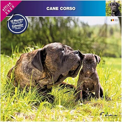 Calendrier 2020 Calendrier Pour Chien Environ 60 Races