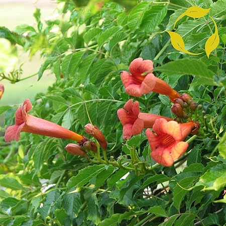 Amazon Com Trumpet Creeper Campsis Radicans 25 50 100 200