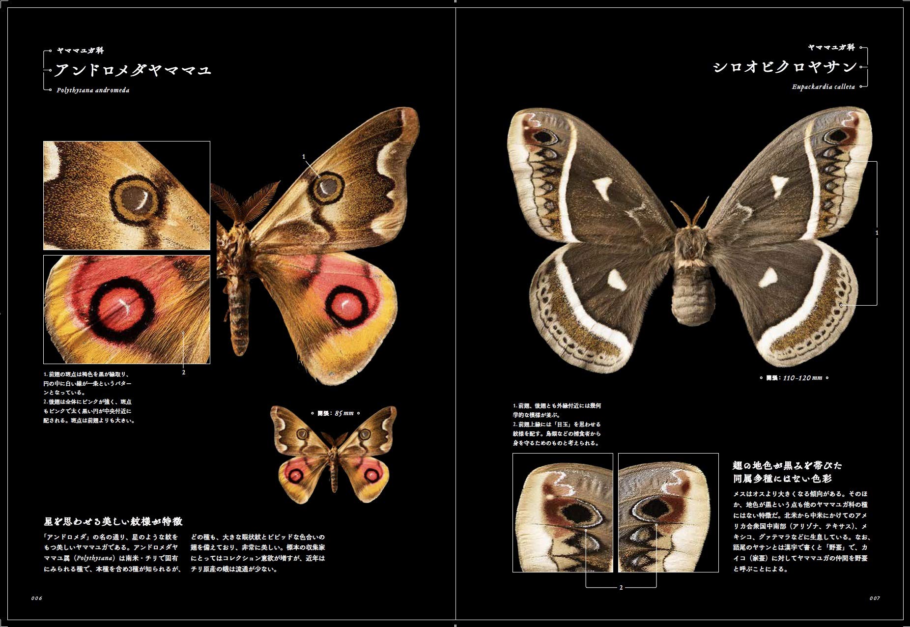 世界の美しい蛾 Amazon Com Books