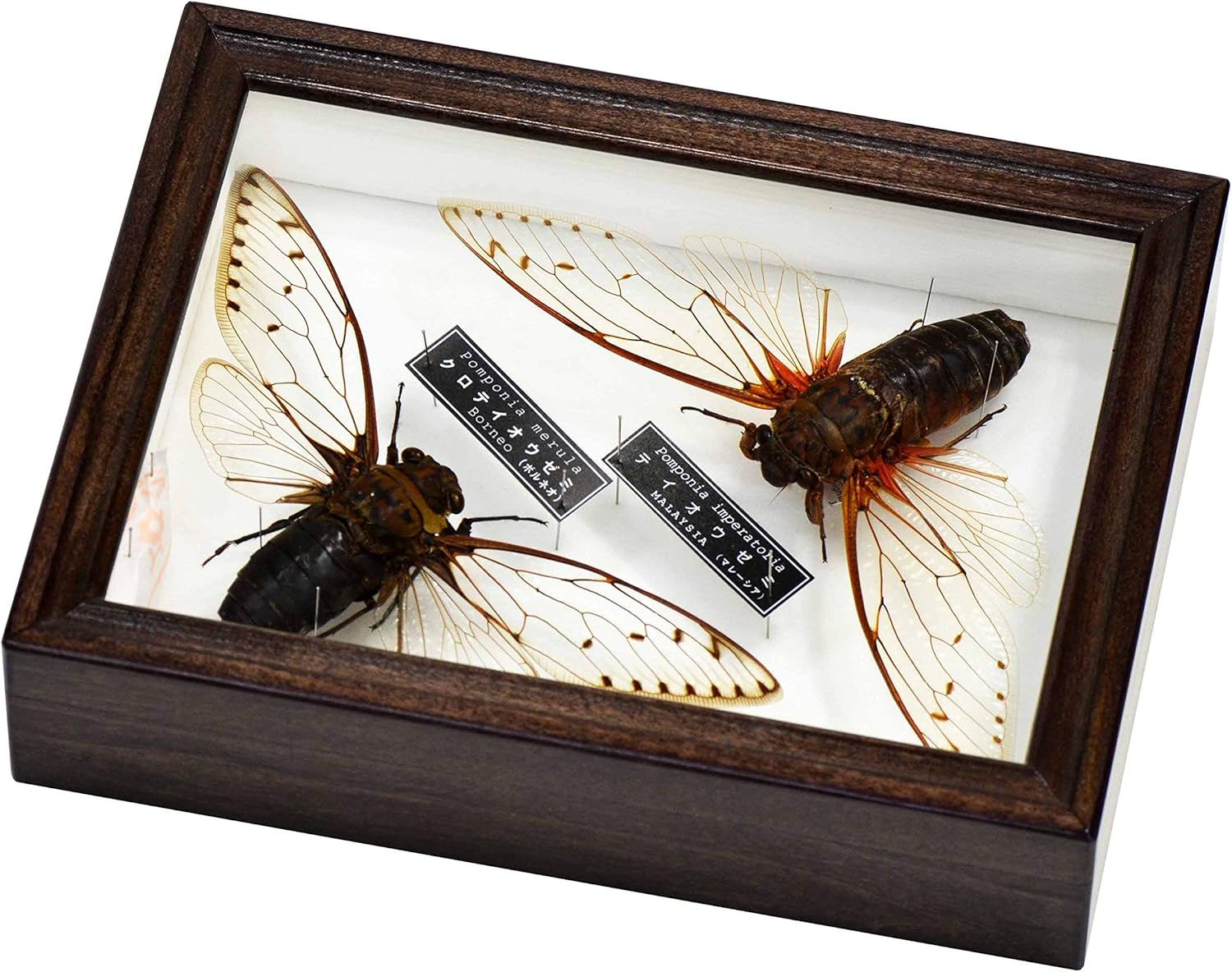 Amazon 世界最大種のセミ テイオウゼミ と クロテイオウゼミ の セット標本 生態 採集 おもちゃ