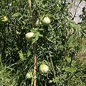 Amazon.com : Tomato Organic Japanese Black Trifele Tomato ...