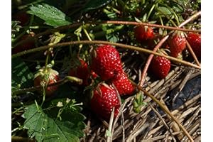 STRAWBABY FARMS Jewel Organic Grown Strawberry Plants (Pack of 10 Bare Roots) - ONE of Our Best Varieties! Best in Zones: 4-8.