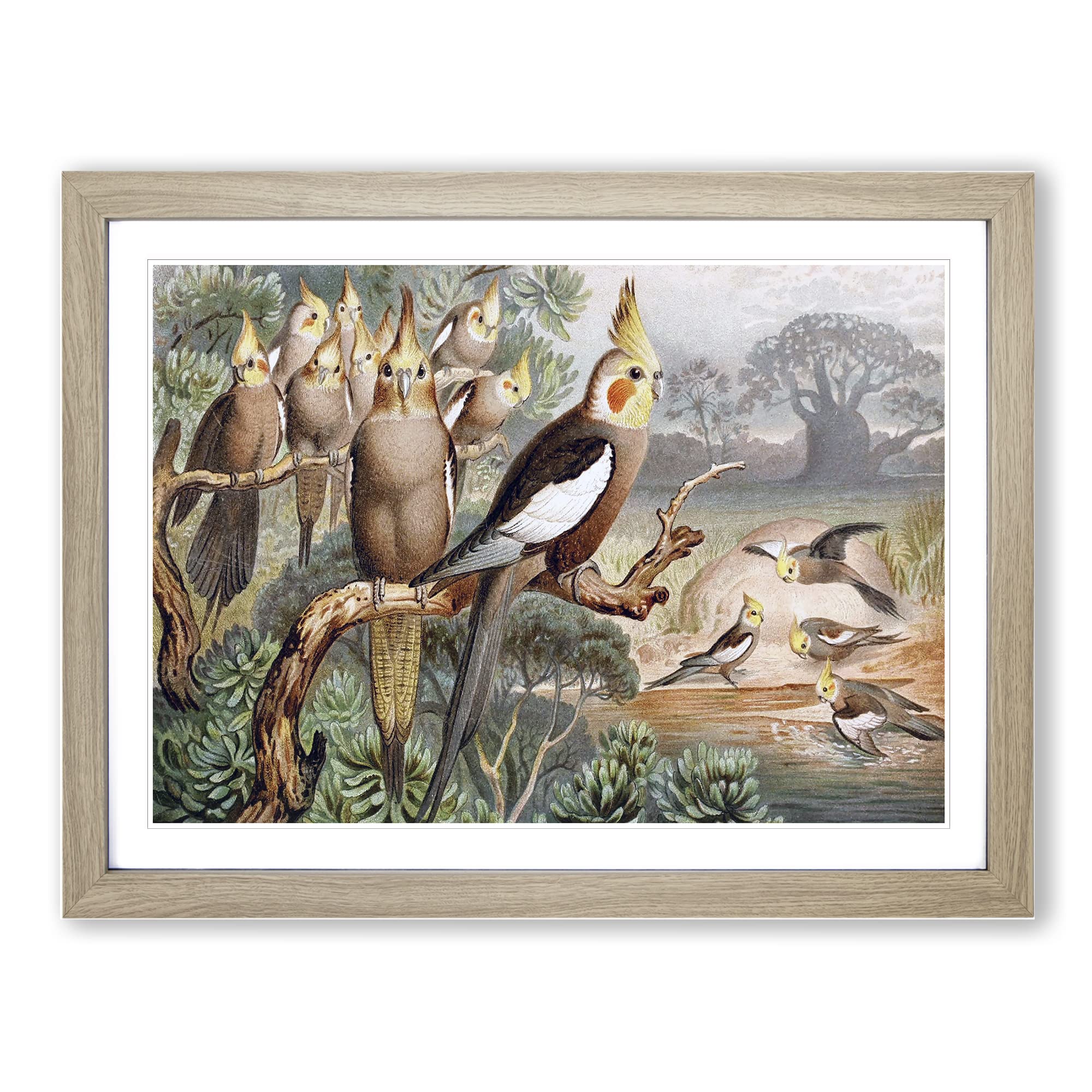 Brehms Tierlben Cockatiel Vintage Framed Print | A3 Oak Framed Wall Art | Ready to Hang | Classic Nature Picture | Living Room Bedroom Lounge Office