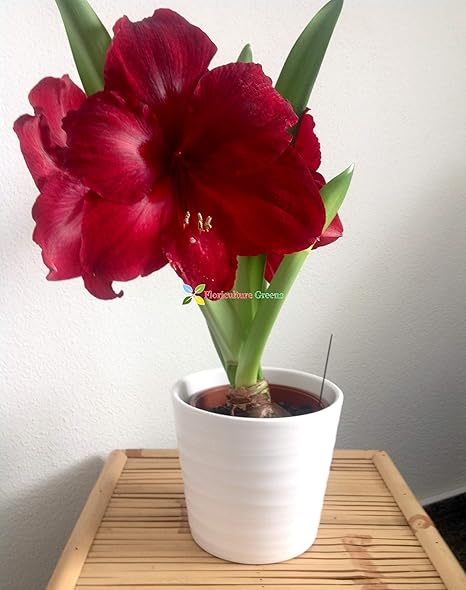 Floriculture Greens Imp. Amaryllis Lily Flower Hybrid Bulbs for Home Gardening Planting (Red Pearl, Pack of 6 Bulbs)