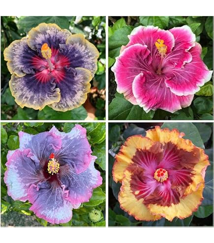 thumbnail image 2 of 20 Double Yellow Hibiscus Seeds – Perennial Flower Seeds For Garden, Exotic 371 2 of 2