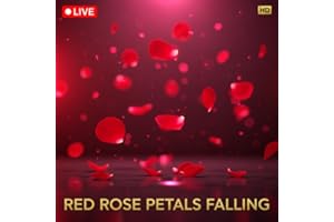 Romantic Red Rose Petals Falling Ambience Full HD
