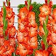 Garden State Bulb Orange Stormy Gladiolus Flower Bulbs, 12/14cm, Spring Planting (Bag of 60)