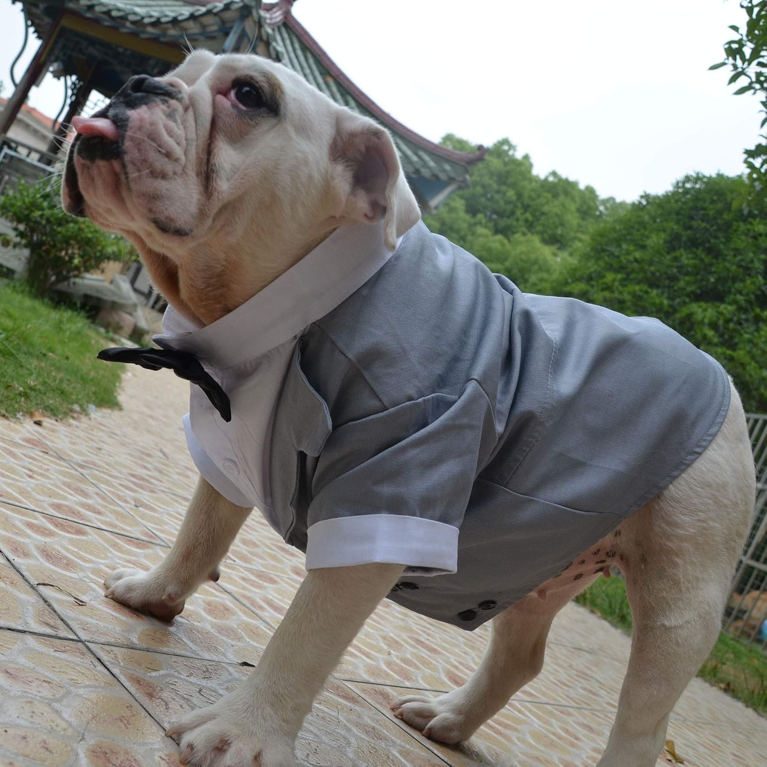 hochzeitsanzug longlongpet haustierkleidung fur hunde und katzen mittelgrosse und grosse hunde smoking mit schleife partykostume fur kleine verkleiden kostume kostume ayurvedanetworkbhu com