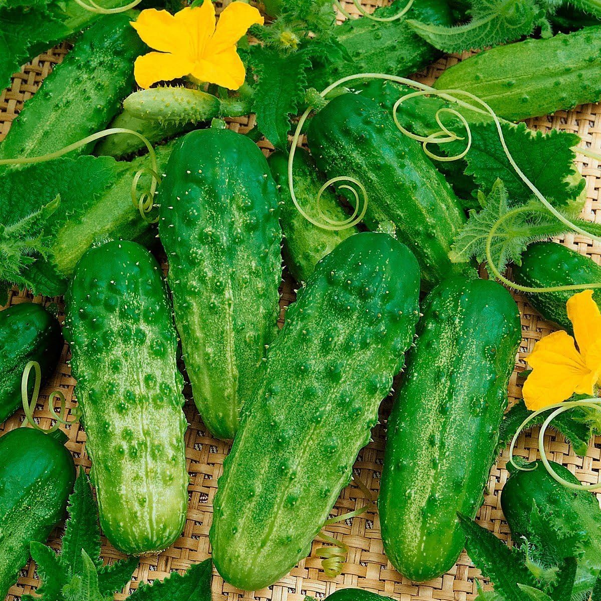 Seeds Cucumber Bush Gherkin Pickling Vegetable Organic Heirloom Russian