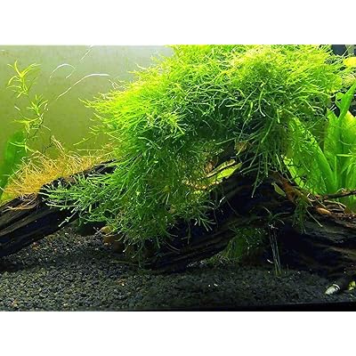 Easy Aquarium Plant