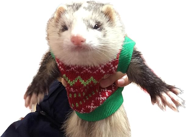 amazon ferret toys