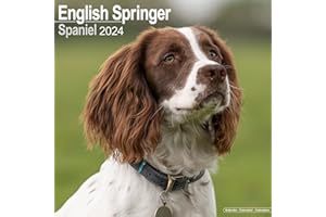 English Springer Spaniel Calendar (Euro) - Dog Breed Calendars - 2023 - 2024 wall calendars - 16 Month by Avonside