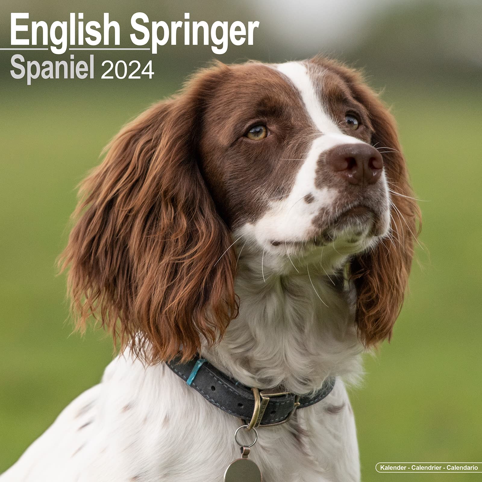 Eng Springer Spaniel (Euro) Calendar 2024 | Square Dog Breed Wall Calendar - 16 Month