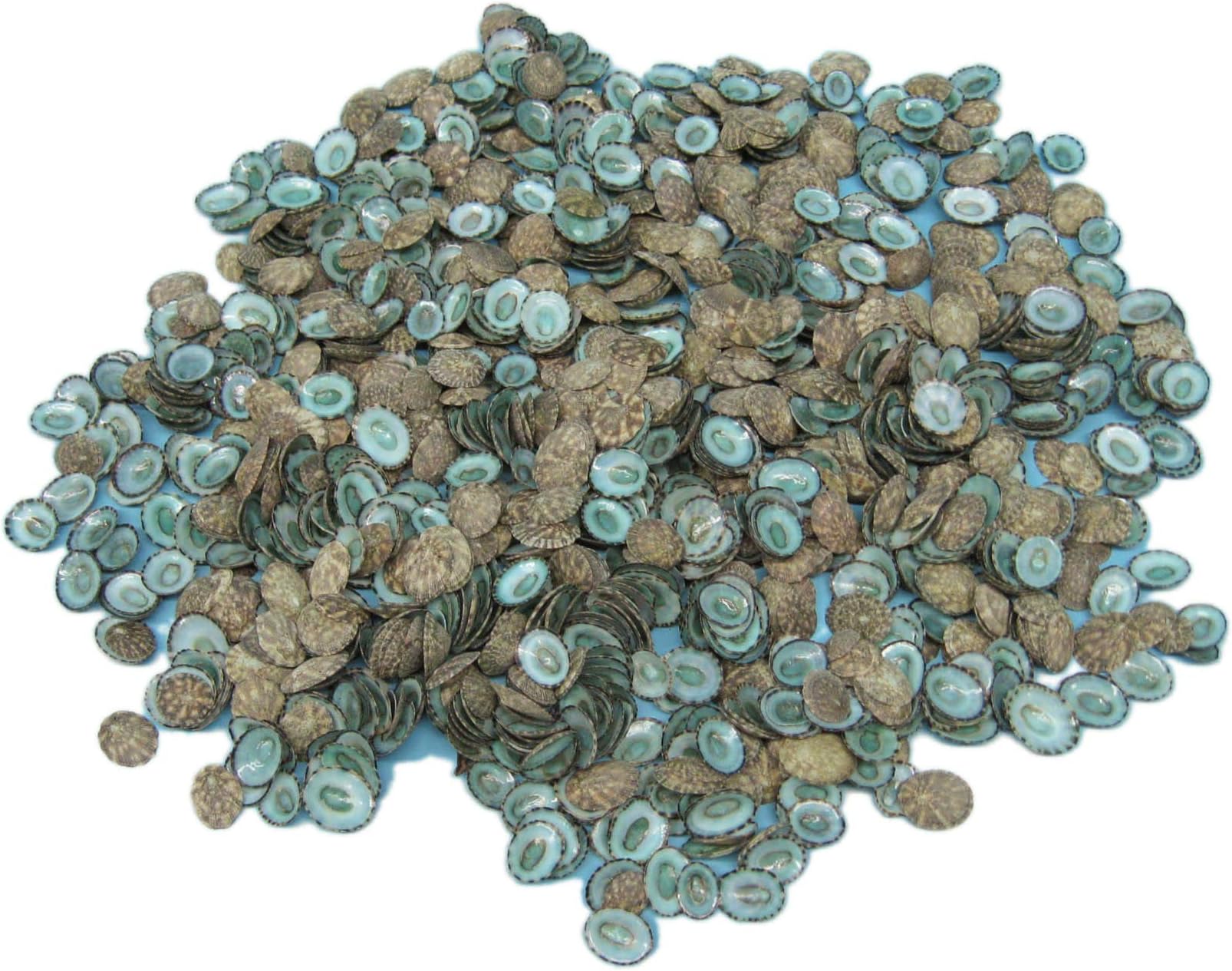 Chichester Inc Green Limpet Shells - 1 lb (500 Pieces) F6
