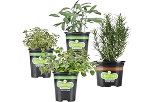 Bonnie Plants Herb Garden (4-Pack), Live Plants, Grow Fresh Grilling Garnishes, Sage, Thyme, Oregano & Rosemary