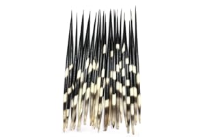 PEPPERLONELY 3PC Thick South Africa Porcupine Quills (8 Inch ~ 10 Inch)