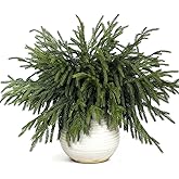 20 Pcs Christmas Norfolk Pine Branches -18" Real Touch Artificial Norfolk Pine Branch Faux Plants Stem Fake Greenery Pine Picks for Vase DIY Crafts Garland Wreath Home Indoor Outdoor Decoration