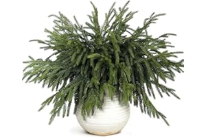 VIERENA 20 Pcs Christmas Norfolk Pine Branches -18" Real Touch Artificial Norfolk Pine Branch Faux Plants Stem Fake Greenery Pine Picks for Vase DIY Crafts Garland Wreath Home Indoor Outdoor Decoration