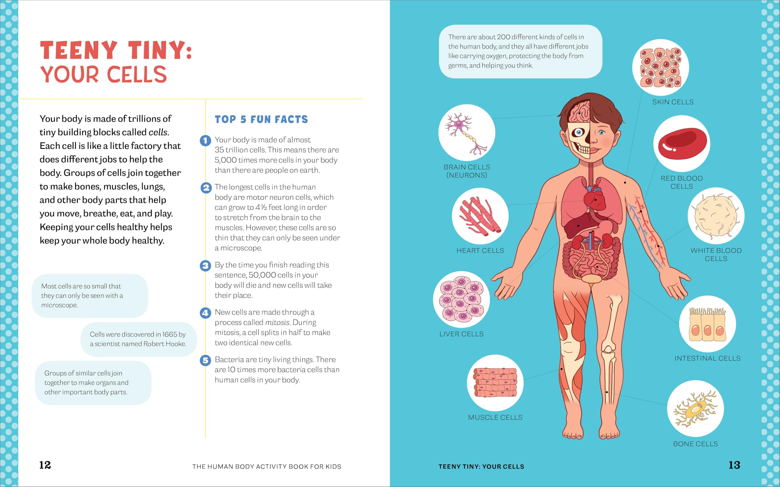 Human Body Activity Book for Kids: Hands-On Fun for Grades K-3 Human Body Activity Book for Kids: Hands-On Fun for Grades K-3 Paperback Spiral-bound
