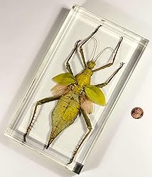 9" Real Giant Jungle Nymph Heteropteryx Dilatata in