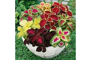 Outsidepride Rainbow Mix Coleus Seeds for Planting - 5000 Pcs Annual, Compact, & Easy to Grow, Flower Seeds with Serrated Foliage, Ideal for Shaded Areas, Containers, Borders, & Gardens
