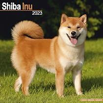 Shiba Inu Calendar - Dog Breed Calendars - 2022 - 2023 wall calendars - 16 Month by Avonside: MegaCalendars: 9781839417566: Amazon.com: Books shiba-inu-calendar-dog-breed-calendars-2022-2023-wall-calendars-16-month-by-avonside-megacalendars-9781839417566-amazon-com-books