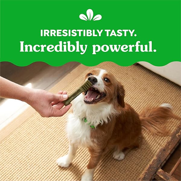 GREENIES VETERINARIAN-RECOMMENDED ADULT NATURAL DENTAL DOG TREATS PETITE SIZE, DOG DENTAL CHEWS, ORIGINAL FLAVOR, 3 OZ. PACK, 5 COUNT