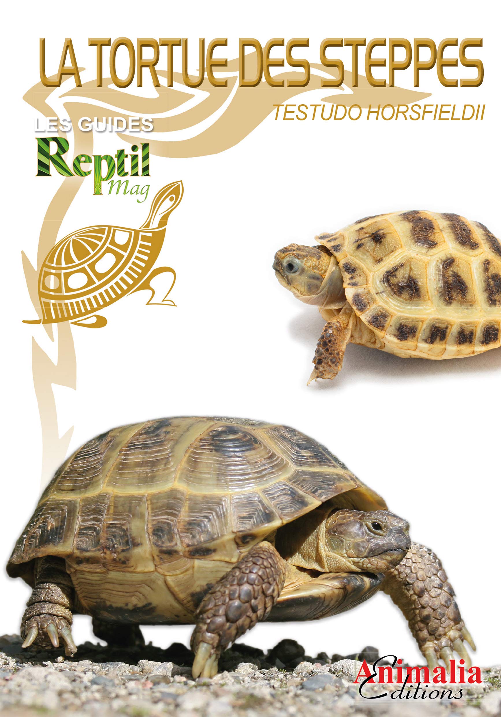 La Tortue Des Steppes Wilms Thomas Amazon Fr Livres