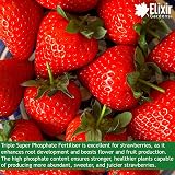 Elixir Gardens Triple Super Phosphate Fertiliser 0-46-0 For Fruit Veg Flowers view 3