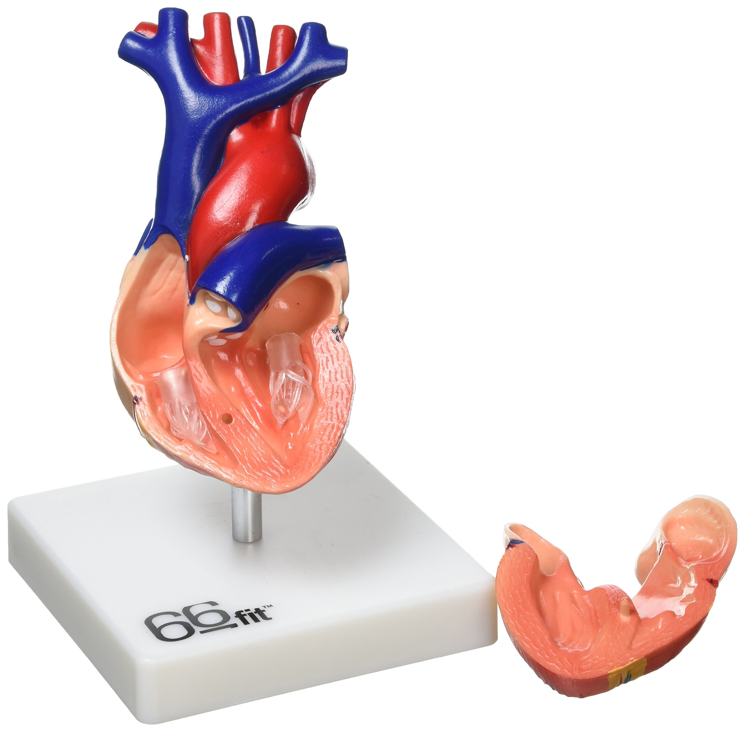 66fit Anatomical Human Life Size Heart Model - Medical Educational Training Aid