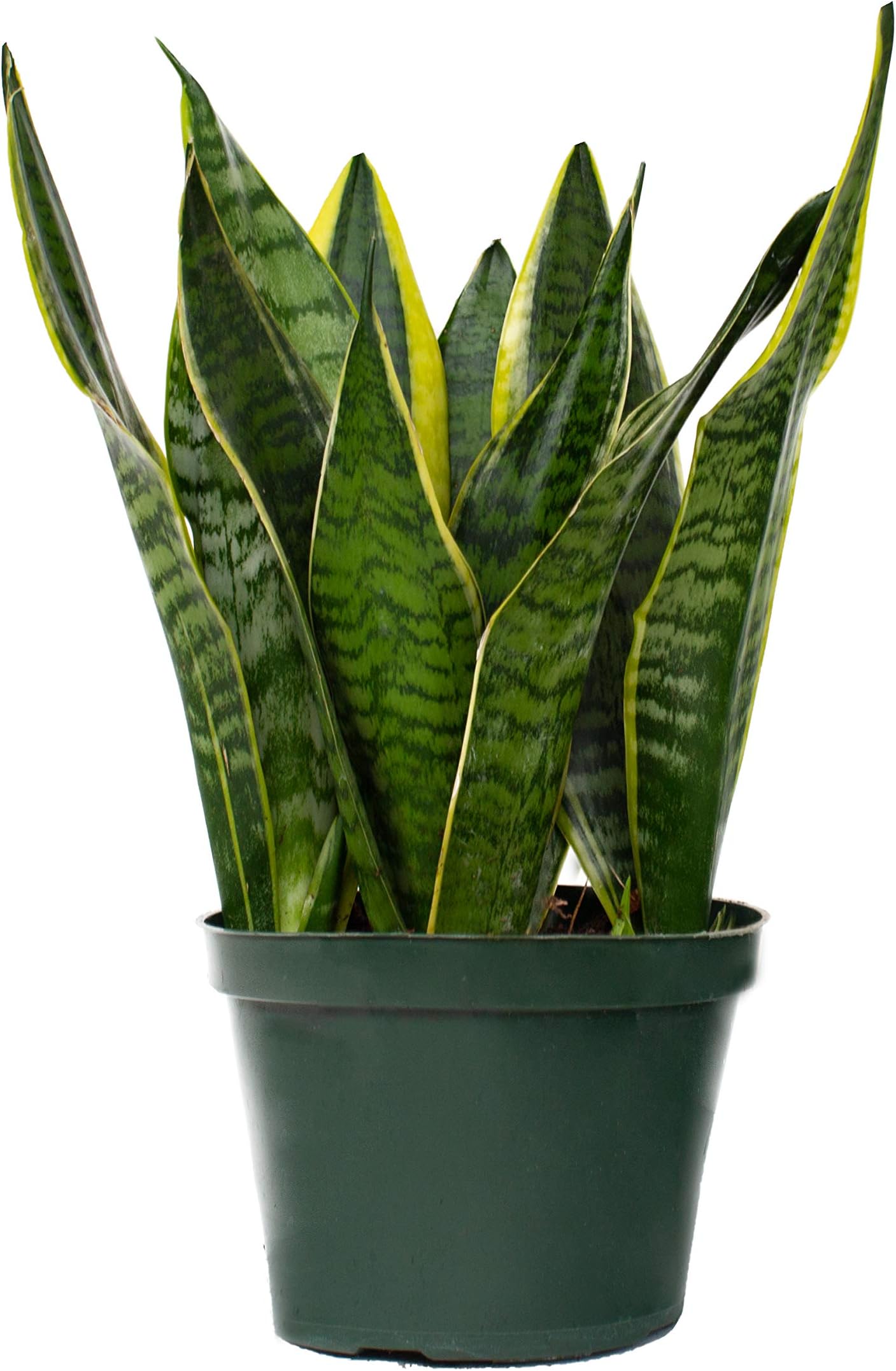LiveTrends Design 4 inch Sanseveria- Asst, Green