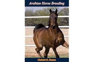 Arabian Horse Breeding