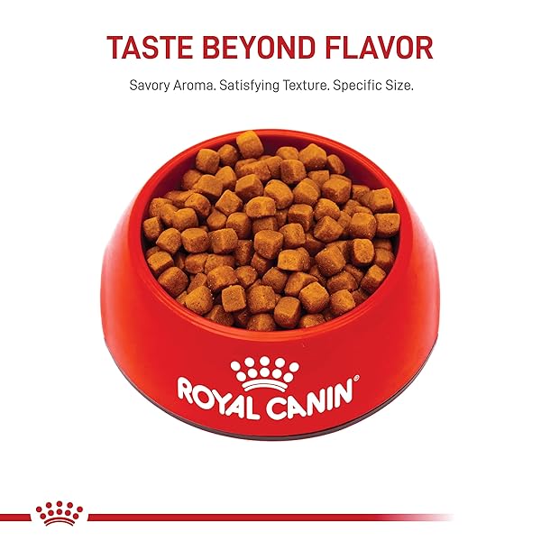 ROYAL CANIN MAINE COON BREED DRY KITTEN FOOD, 3 LB BAG