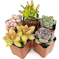 Succulent Plants (5 Pack) Fully Rooted in Succulent Planter Pots with Succulent Soil | Real Live Potted Succulents | Indoor P
