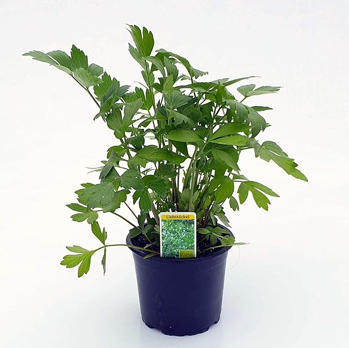 BIO-Liebstöckel Pflanze, winterhart, Levisticum officinale, Maggikraut, Gewürzkraut | im 12 cm Topf Kräuter-Pflanze bio - Sup