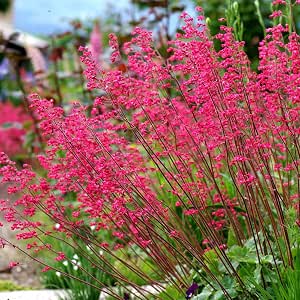 Semillas de Coral Bells - Heuchera sanguinea: Amazon.es: Jardín