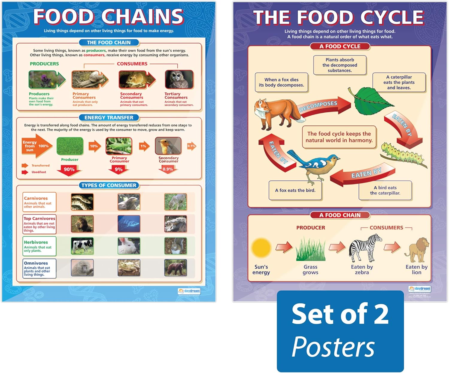 The Food Cycle & Food Chains Posters - Set of 2 | Science Posters | Laminated Gloss Paper Measuring 33” x 23.5” | STEM Charts for The Classroom | Education Charts by Daydream Education