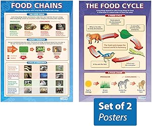 The Food Cycle & Food Chains Posters - Set of 2 | Science Posters | Laminated Gloss Paper Measuring 33” x 23.5” | STEM Charts for The Classroom | Education Charts by Daydream Education