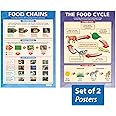 Daydream Education The Food Cycle & Food Chains Classroom Posters - Set of 2 - EXTRA LARGE 33” x 23.5” - Laminated - STEM Middle & High School Classroom Decoration - Wall Charts