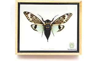 Real Exotic Cicada Blue Wings - Taxidermy Collection Framed in a Wooden Box