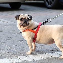 Didog No Pull Dog Harness with Soft Padded