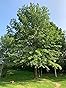 FE12X5 Systemic Iron Tree Implants - 5 Pack For Iron-Deficient Trees