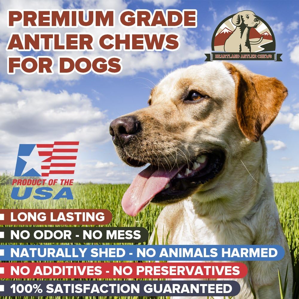 deer antlers safe for puppies