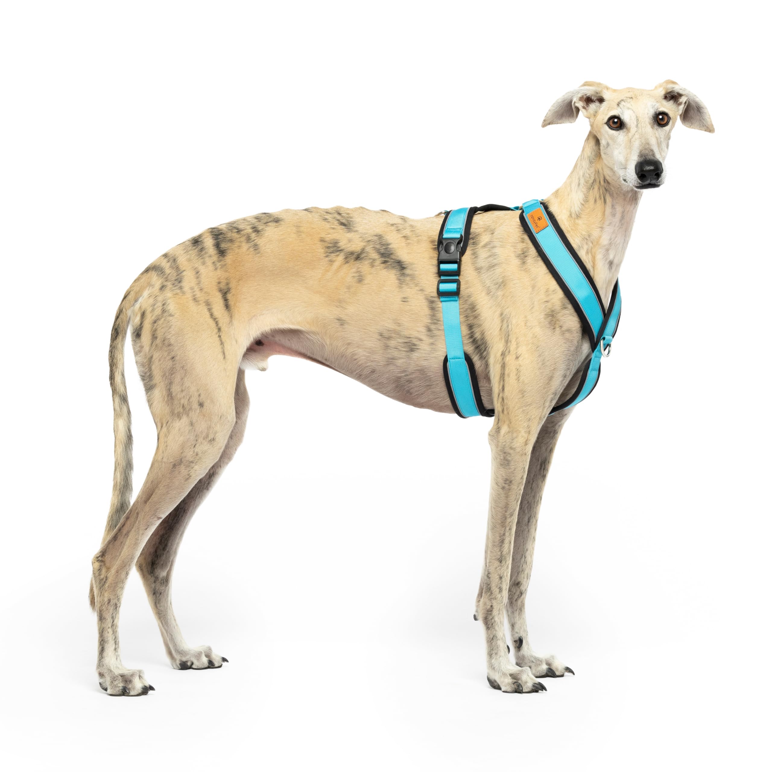 Reflective Anti-Pull Harness in "Y" Shape, Ideal for Lebreles: Italian Greyhound, Whippet, Greyhound, Podenco - Safe, Breathable and Durable - Perfect for Walking, Training and Running - SKY, S