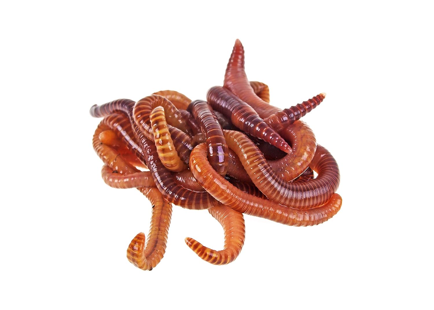 Cheeperplace Kompostwürmer Kaufen 300 Stück Kompostbeschleuniger ...