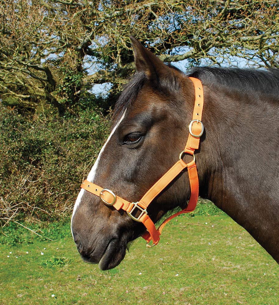 Rhinegold Nylon Headcollar - Cob - Tangerine — image 1