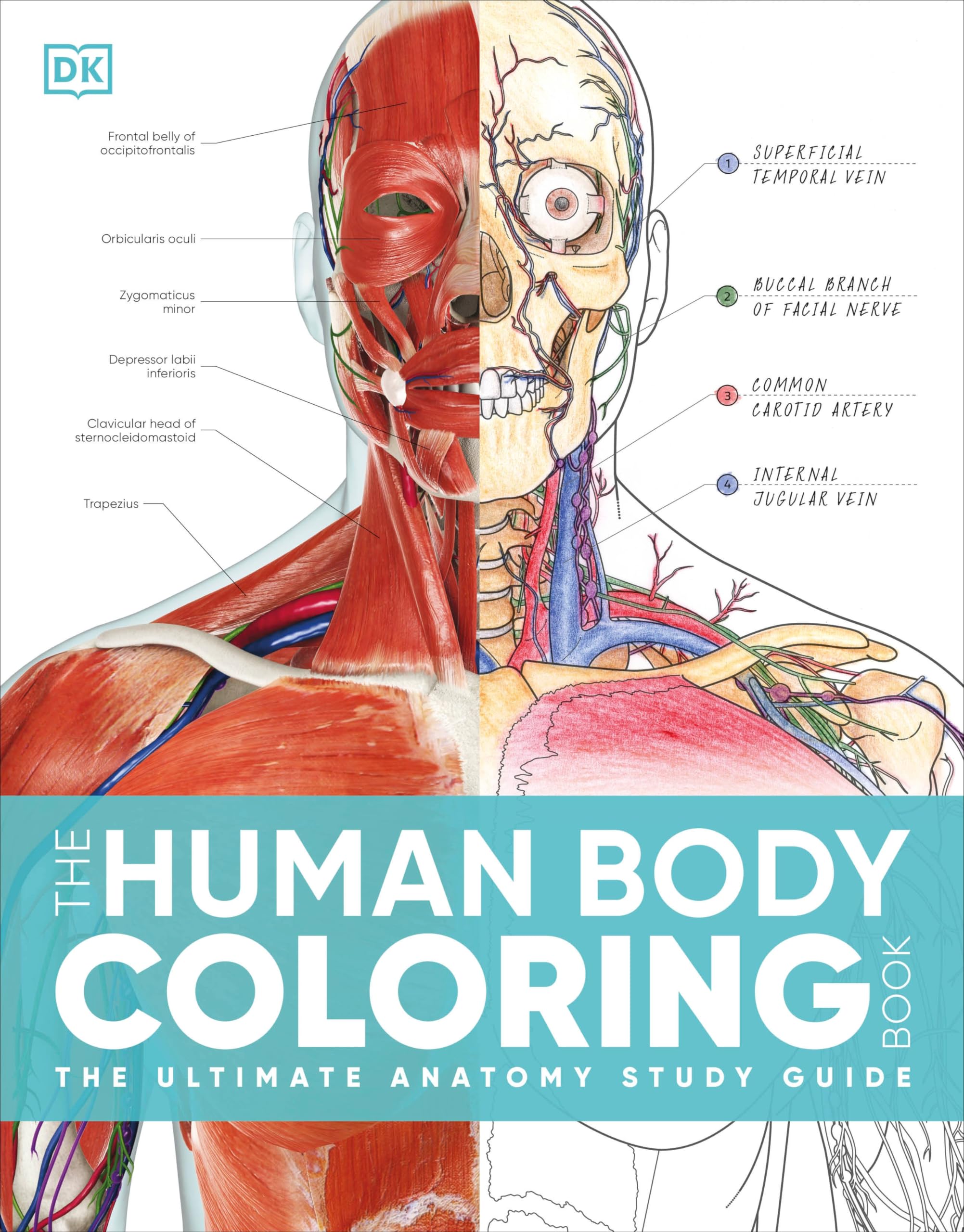 Human Body Coloring Book