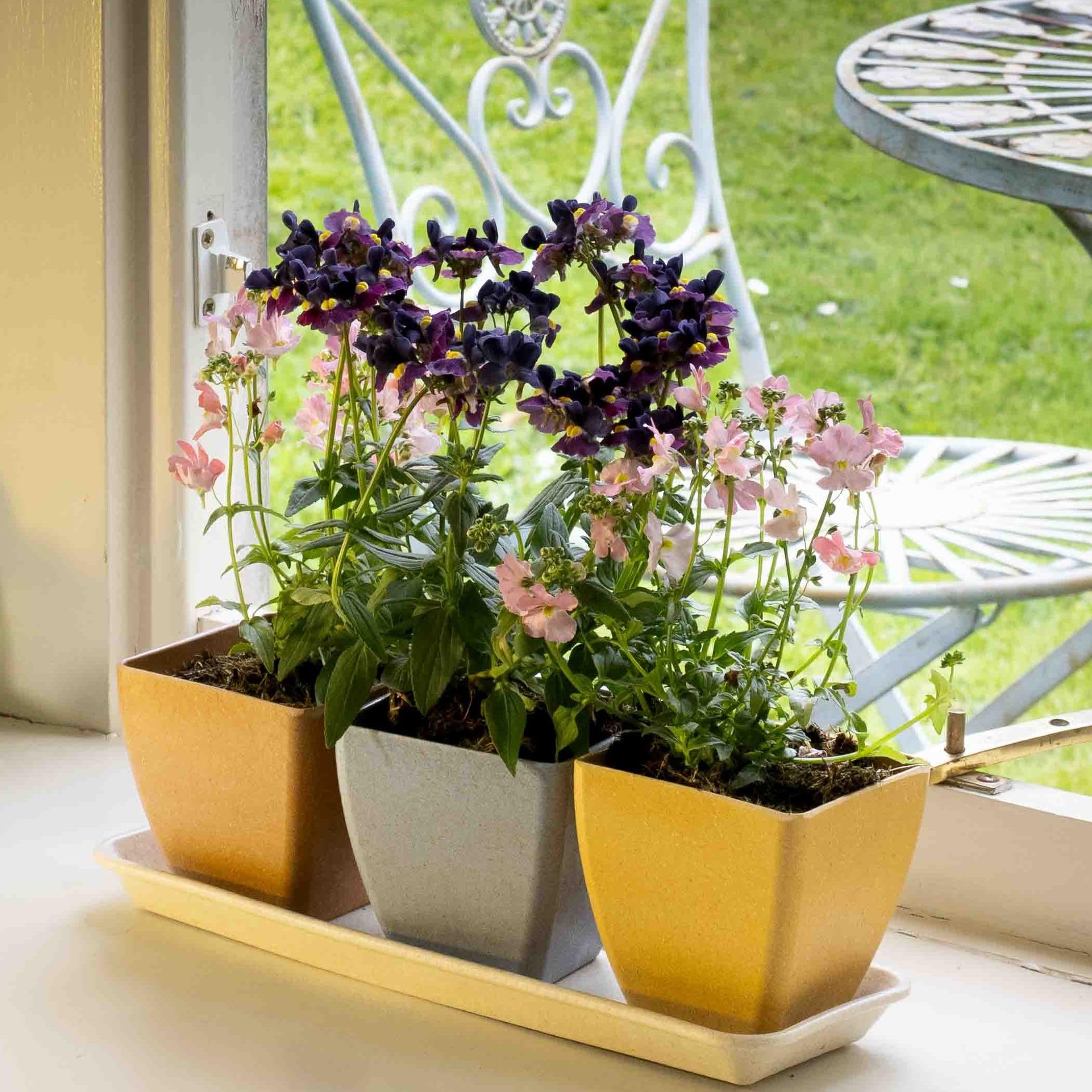 Haxnicks Windowsill Plant Pot Set, Rice Husks, Multi Colour, L29.5 x W10 x H10cm