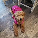 Mile High Life Dog Raincoat Adjustable Water Proof Reflective Stripe S Pink view 8